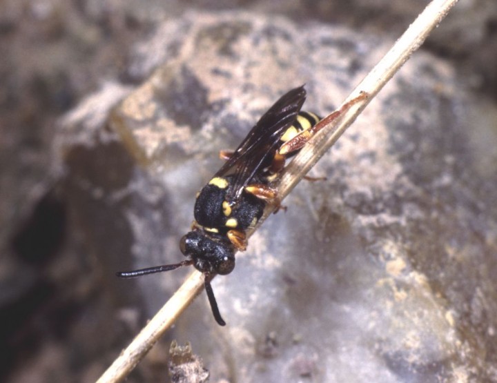 Nomada rufipes Copyright: Peter Harvey