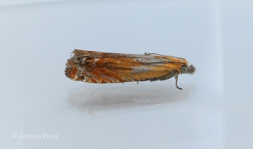 Lathronympha strigana  2 Copyright: Graham Ekins