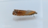 Lathronympha strigana  2 Copyright: Graham Ekins