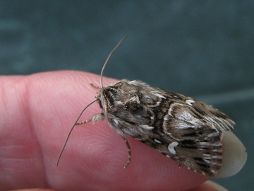 Adult T. Brocade Copyright: Kim Prowse