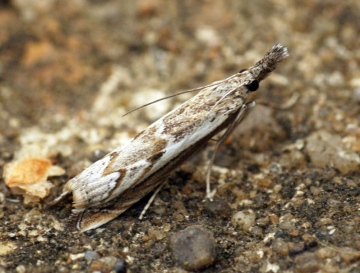 Platytes alpinella 3 Copyright: Ben Sale