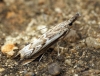 Platytes alpinella 3