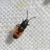 Ischnodemus sabuleti nymph