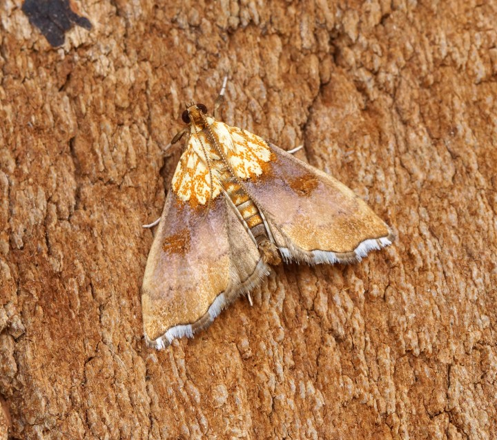 Agrotera nemoralis 1 Copyright: Ben Sale