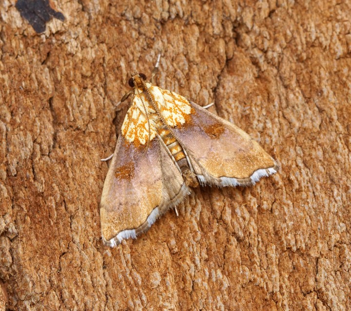 Agrotera nemoralis 1 Copyright: Ben Sale