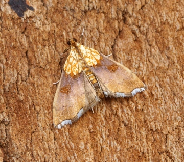 Agrotera nemoralis 1 Copyright: Ben Sale