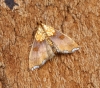 Agrotera nemoralis 1