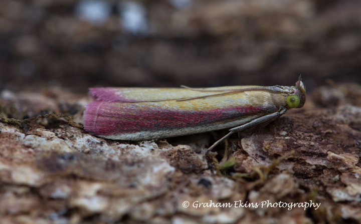 Oncocera semirubella  6 Copyright: Graham Ekins