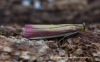 Oncocera semirubella  6