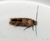 Mompha epilobiella