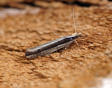 Ypsolopha ustella 7 Copyright: Ben Sale