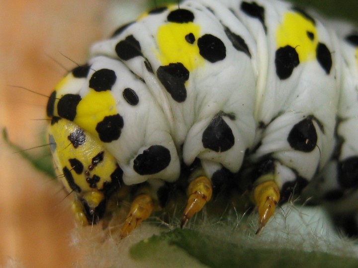 mullein eating Copyright: Kim Prowse