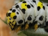 mullein eating 