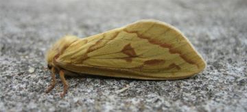 Ghost Moth. Copyright: Stephen Rolls