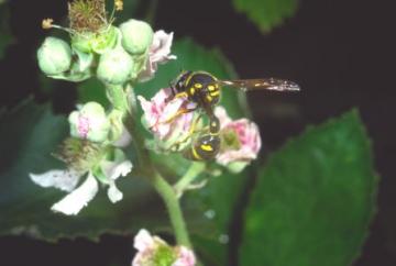 Eumenes coarctatus Copyright: Peter Harvey