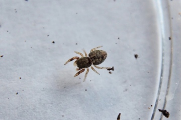 Ballus chalybeius subadult male Copyright: Sven Michael Wair