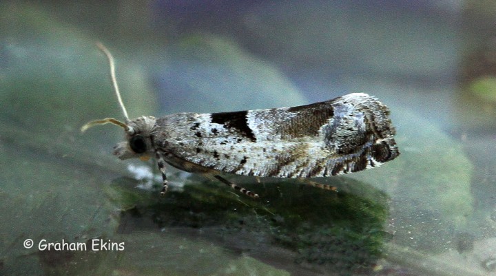 Epinotia ramella 3 Copyright: Graham Ekins