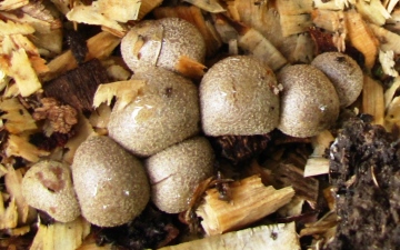 Ascomycetes Sp 2 Copyright: Graham Smith