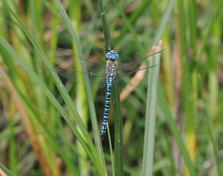 Southern Migrant Hawker Copyright: Graham Smith