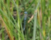 Southern Migrant Hawker 