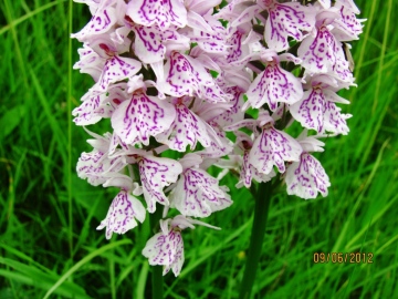 Heath Spotted Orchid Copyright: Graham Smith