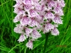 Heath Spotted Orchid 