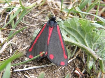 Cinnabar Copyright: Sue Grayston