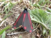 Cinnabar Copyright: Sue Grayston