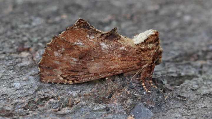 Coxcomb Prominent 4 Copyright: Graham Ekins