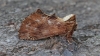 Coxcomb Prominent 4 