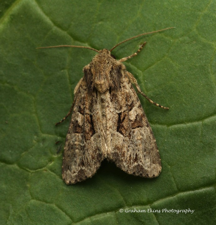 Apamea remissa  Dusky Brocade 3 Copyright: Graham Ekins