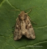 Apamea remissa  Dusky Brocade 3 Copyright: Graham Ekins