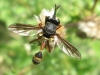 Hymenoptera species 