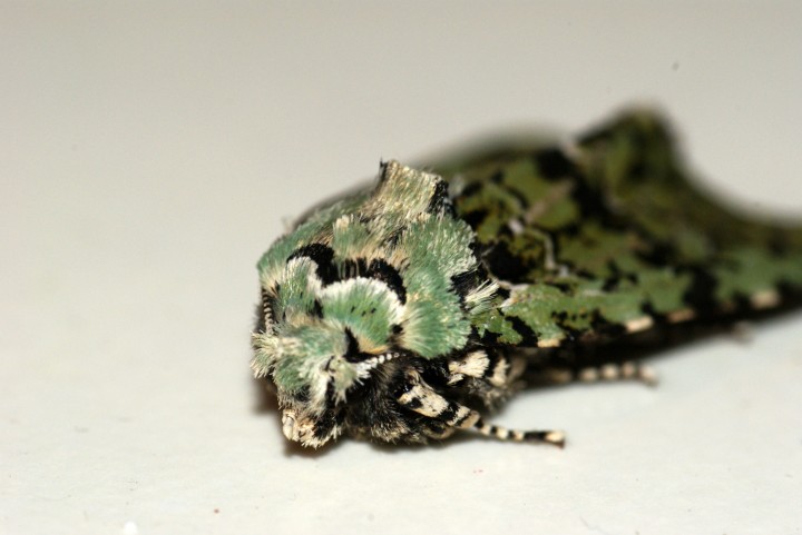 Merveille du jour 3 Copyright: Ben Sale