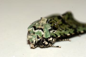 Merveille du jour 3 Copyright: Ben Sale