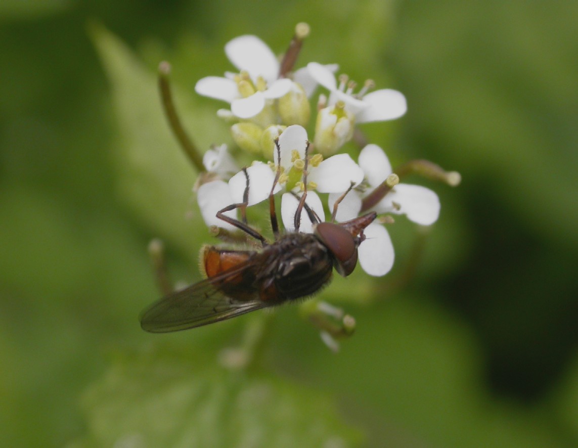 A hoverfly - Rhingia campestris Copyright: Malcolm Riddler