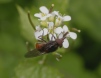 A hoverfly - Rhingia campestris 