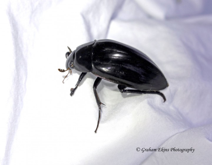Hydrophilus piceus  (Great Silver Water Beetle) 3 Copyright: Graham Ekins