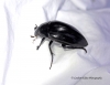 Hydrophilus piceus  (Great Silver Water Beetle) 3 