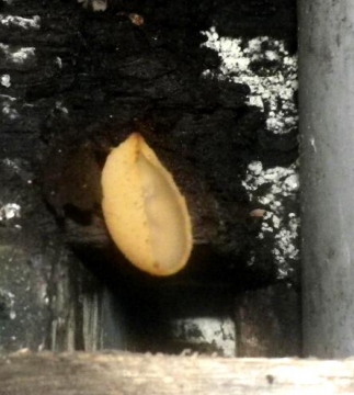 Fungus - view into cup Copyright: Michael Daniels