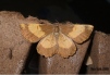 Orange Moth f.corylaria (Female) 