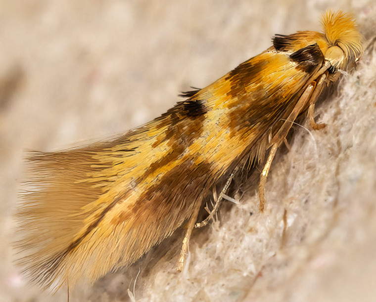 Lime Tuft (Bucculatrix thoracella) Copyright: Bill Crooks