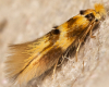 Lime Tuft (Bucculatrix thoracella) 