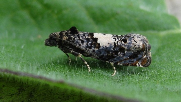 Epiblema scutulana. No gen ex. Copyright: Stephen Rolls