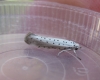 Willow Ermine Copyright: Clive Atkins