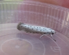 Willow Ermine