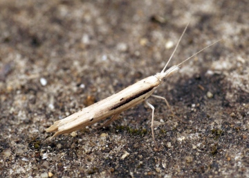 Ypsolopha mucronella (correct) Copyright: Ben Sale