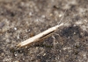 Ypsolopha mucronella (correct) Copyright: Ben Sale