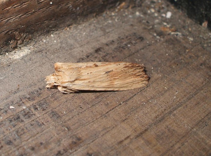 Pale Pinion 2 Copyright: Ben Sale