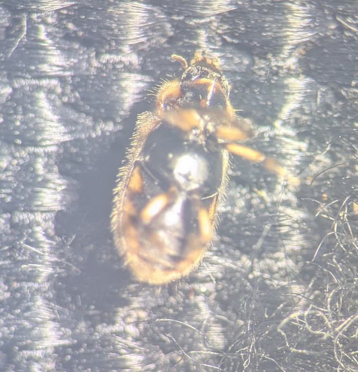 Heterocerus fenestratus underside Copyright: Robert Smith